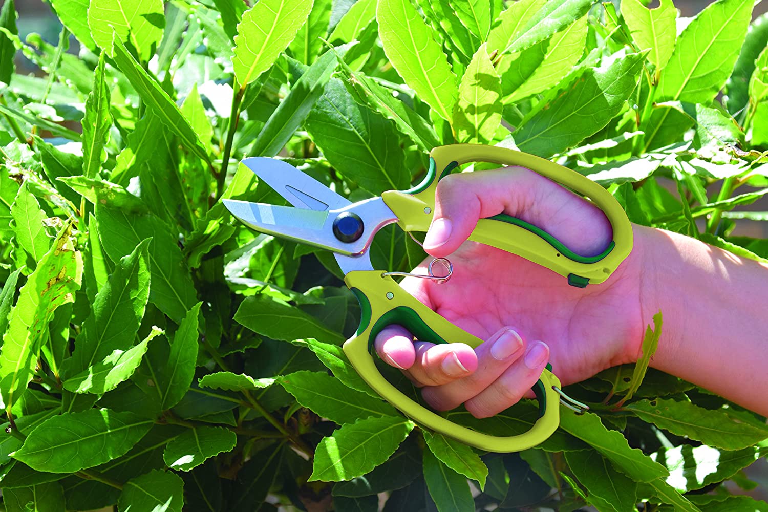 Best Garden Scissors UK